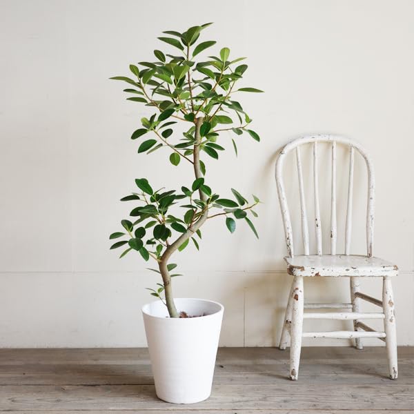 Amazon｜フランスゴム S字仕立て 観葉植物 本物 ホワイトセラアート鉢